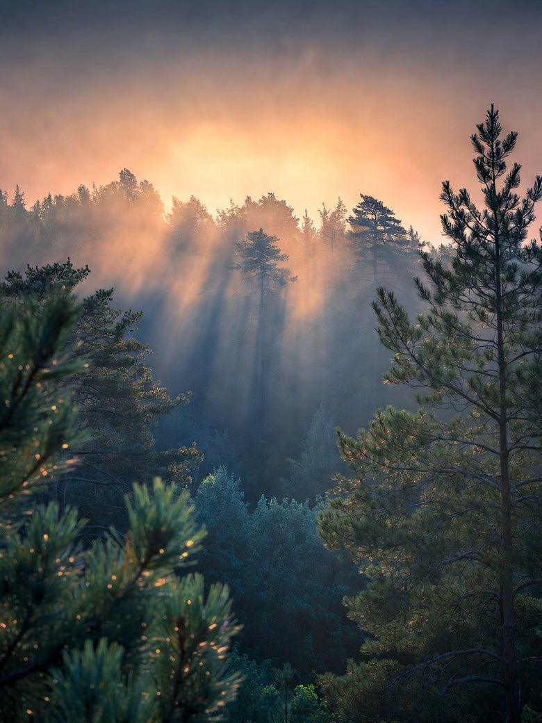 Forest, First Light — sun through misted pines