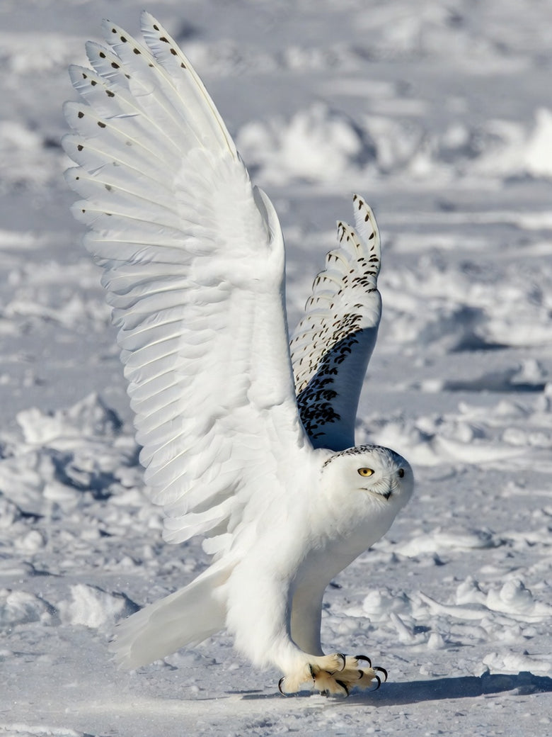 snow-flight