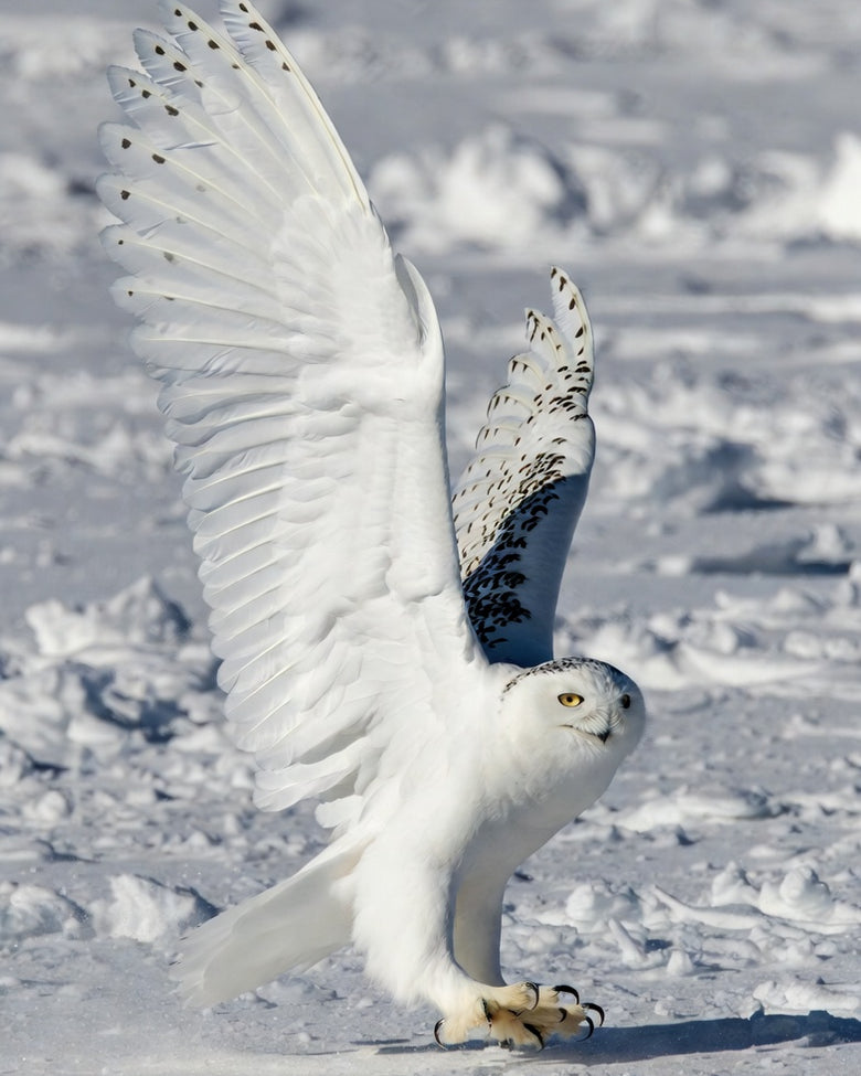 snow-flight